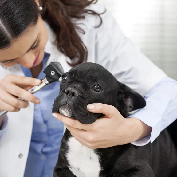 Veterinär